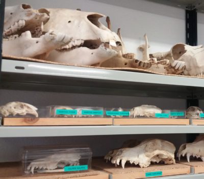 colección osteológica