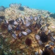 Mejillones en el fondo del mar