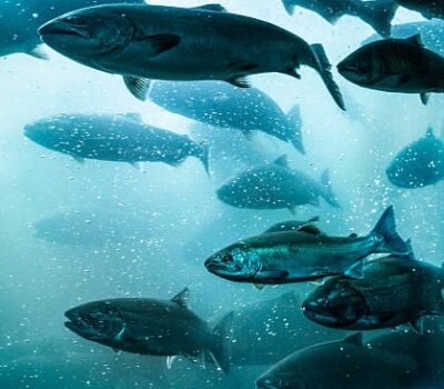 Banco de salmones nadando