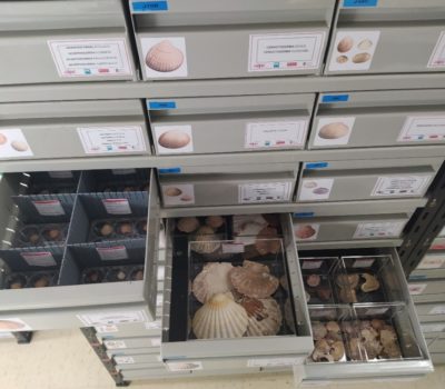 Colección Malacología