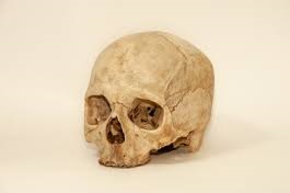 Cráneo humano