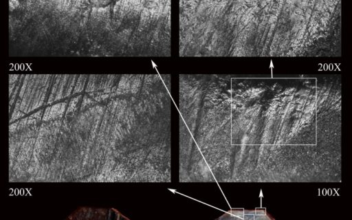 Fragmento de Mytilus galloprovincialis