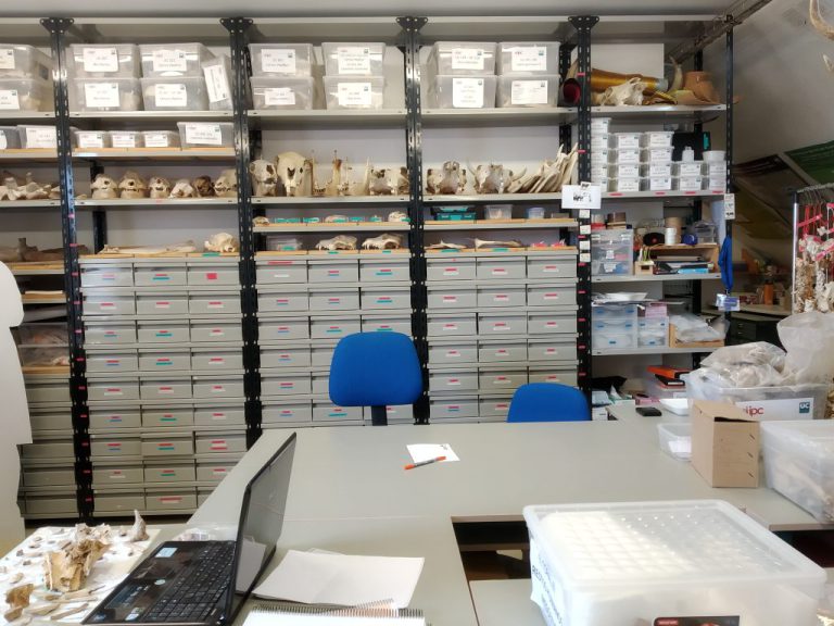 Colección osteología