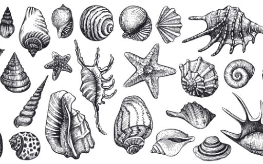 El marisco, no solo en navidad: los grandes concheros prehistóricos