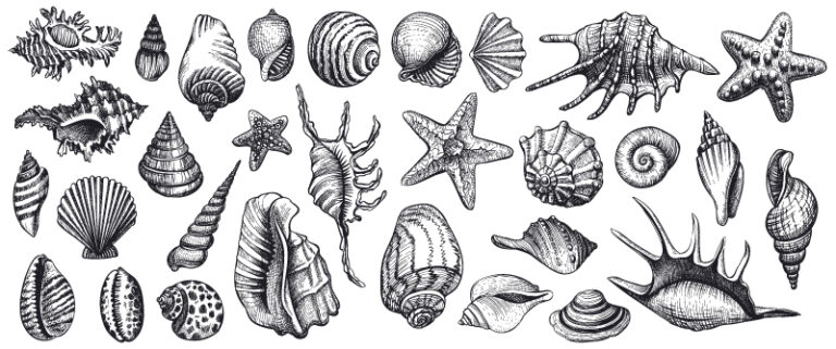 El marisco, no solo en navidad: los grandes concheros prehistóricos