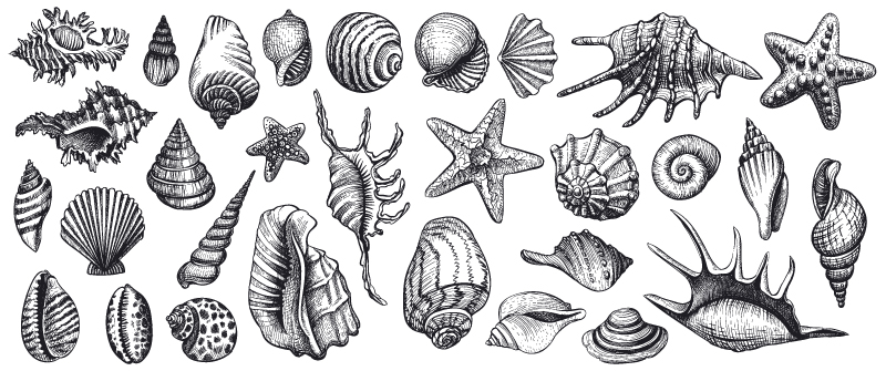 El marisco, no solo en navidad: los grandes concheros prehistóricos