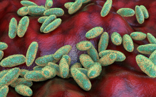 Las pandemias en la prehistoria