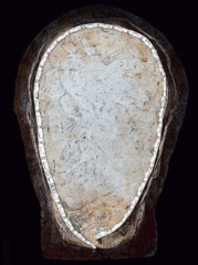 Calvaria inanis