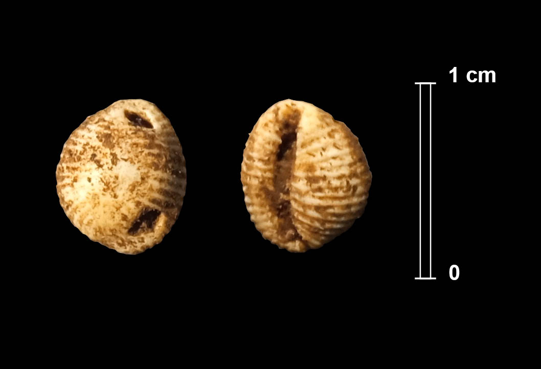 Image module