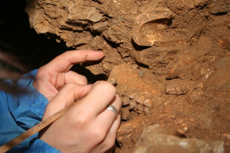 Programa de trabajos de campo del IIIPC